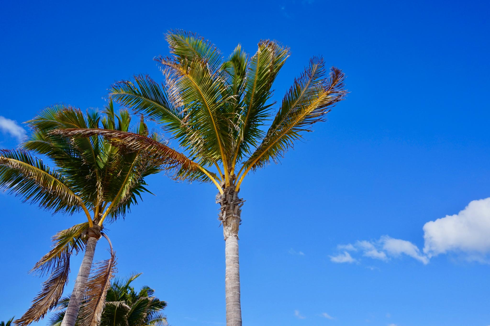 palm trees in Miami Florida