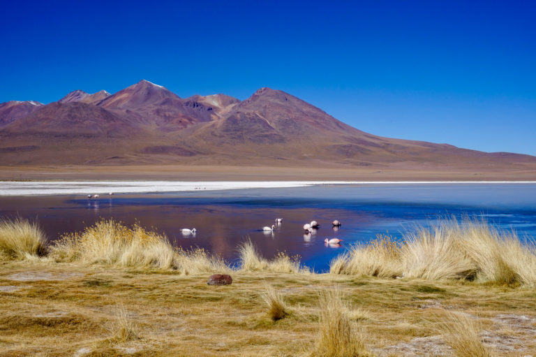 pink flamingos in bolivia
