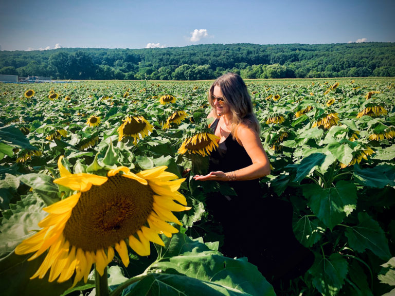 sunflowers in new jersey