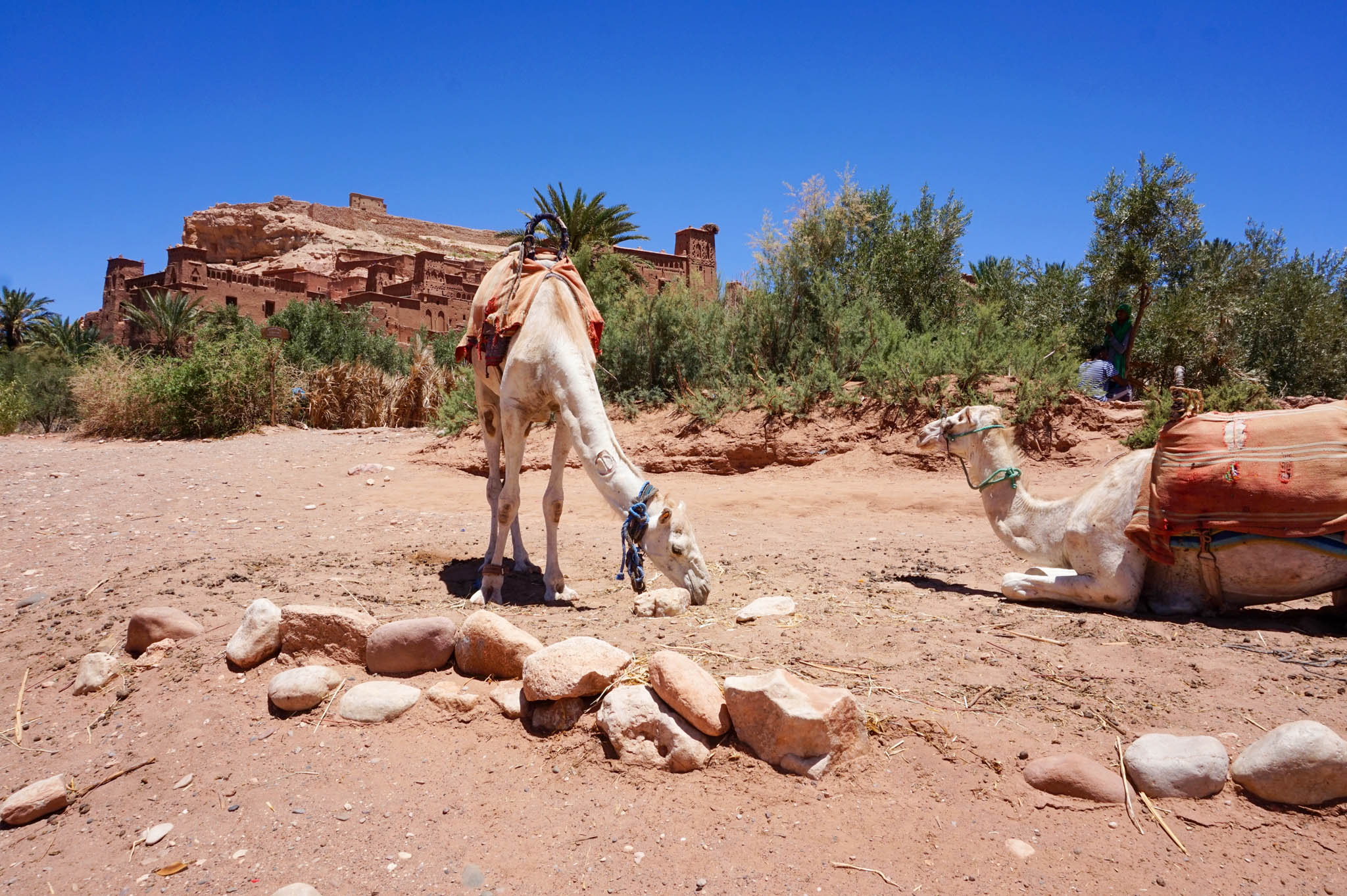 DSC04977 Morocco