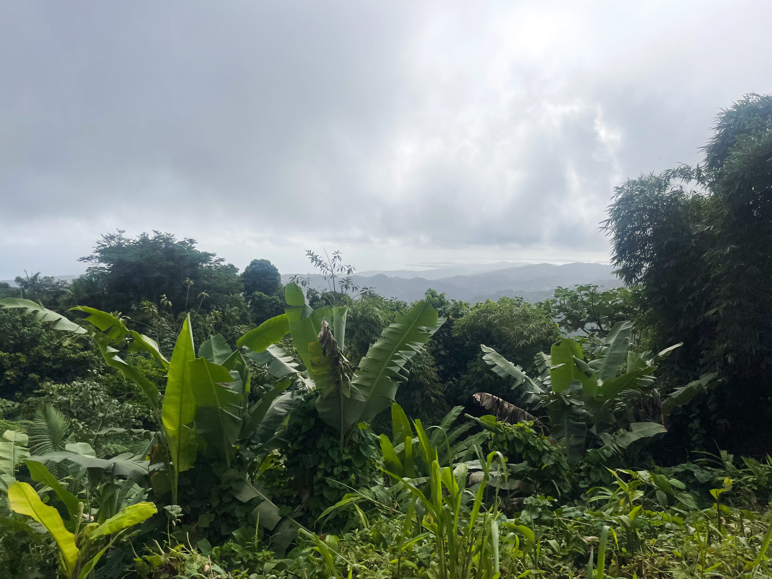 IMG 7598 1 scaled Caribbean